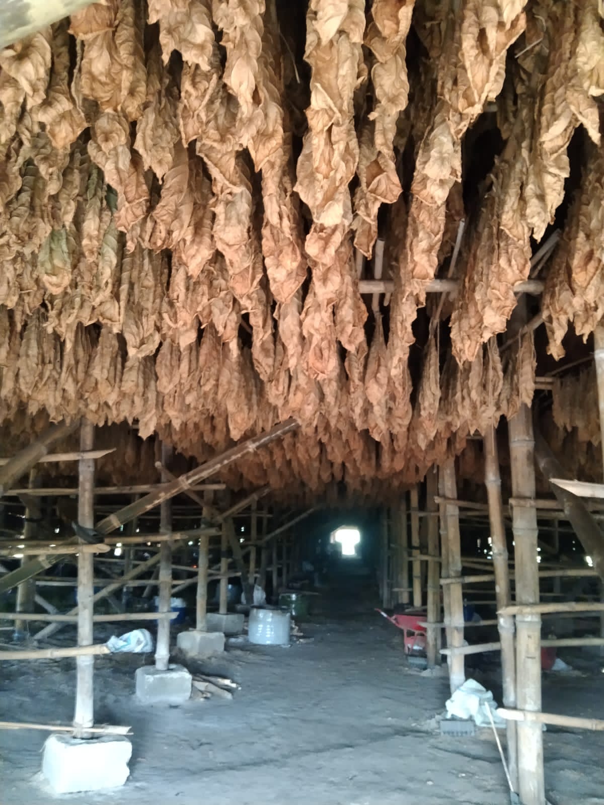 *PTPN Cadangkan 500 Hektare Lahan untuk Hidupkan Kembali Kejayaan Tembakau Del*